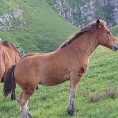 Uno de los animales atacados hace unos días en San Roque de Riomiera.