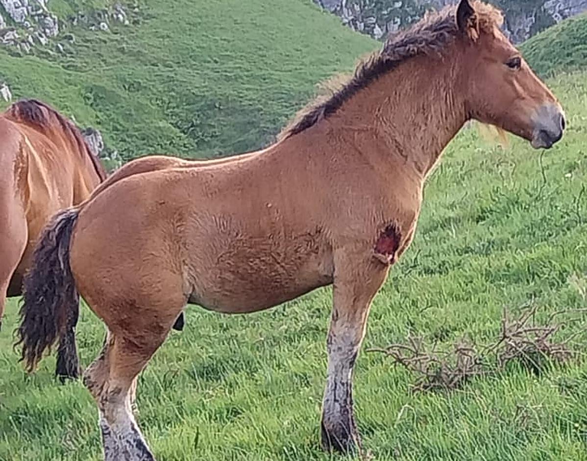 Uno de los animales atacados hace unos días en San Roque de Riomiera.