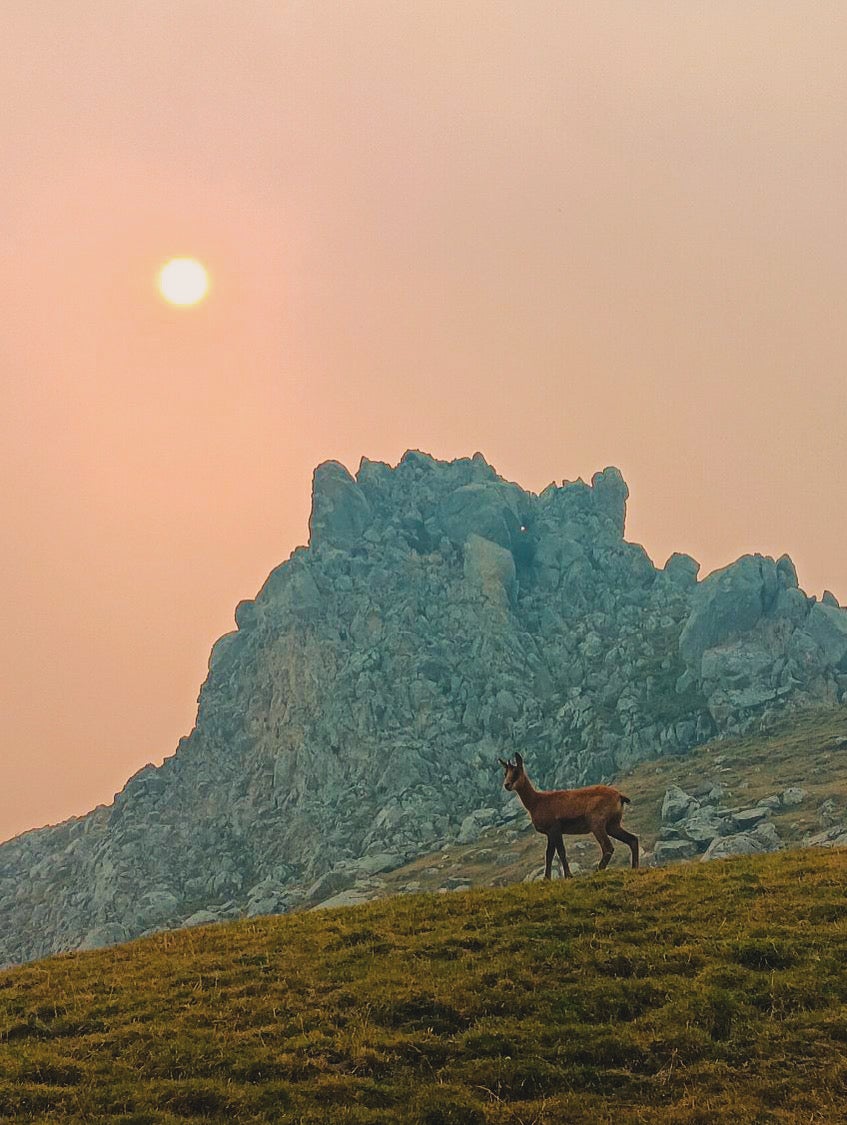 Un corzo hoy en Picos