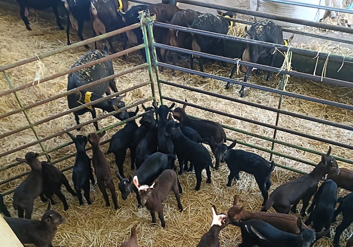 Actualmente Mario Carrillo cuenta con una ganadería de 132 cabras.
