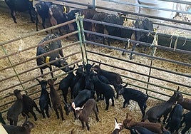 Actualmente Mario Carrillo cuenta con una ganadería de 132 cabras.