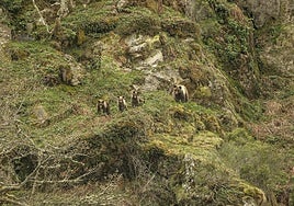 Imagen de archivo de una osa con sus crias en la cordillera Cantábrica.