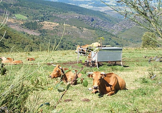 Ganado de vacuno descansando.