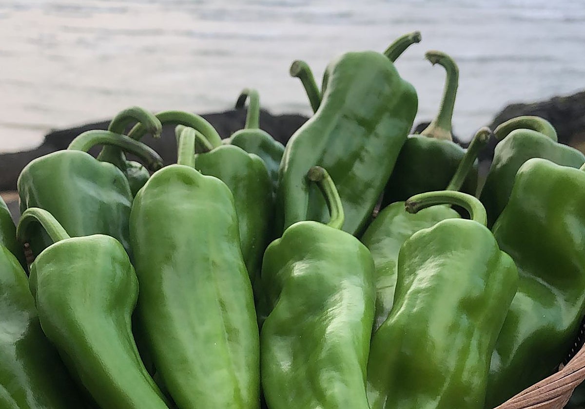 Pimientos de Udalla en la playa de Ajo.