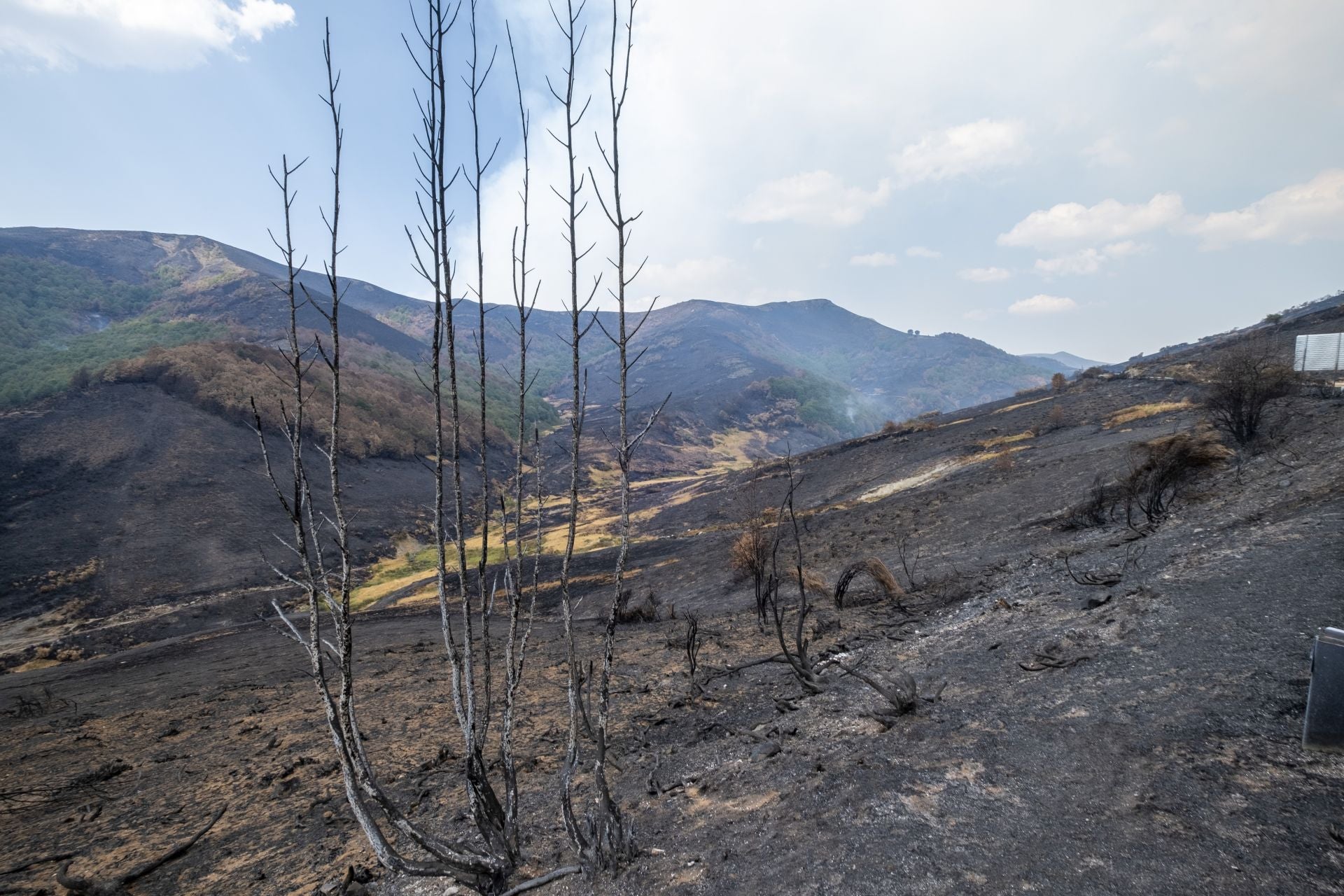 Los límites a los que han llegado las llamas quedan perfectamente definidos sobre el terreno. 