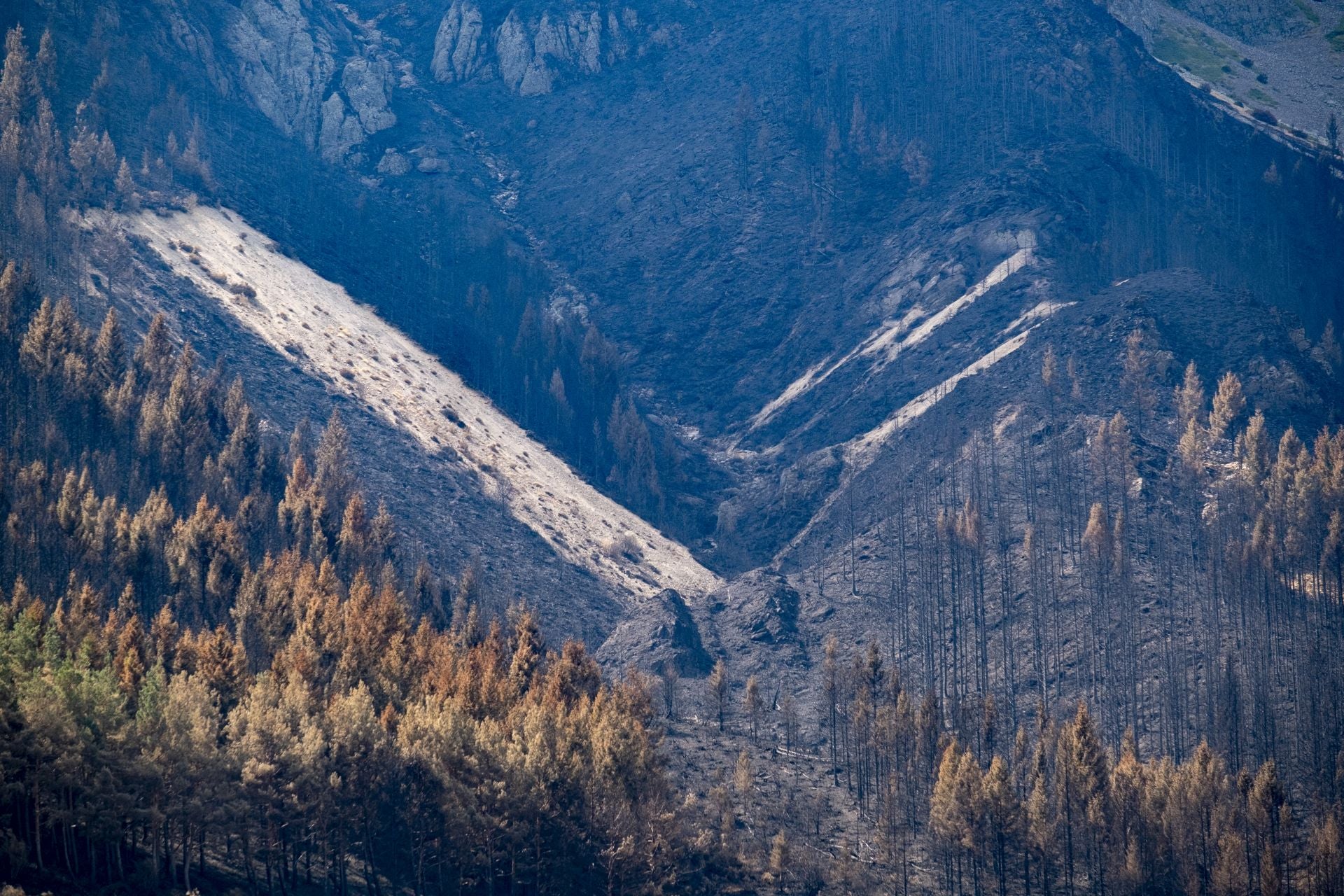 El paisaje es ahora una sucesión de tierra y árboles quemados, con el suelo cubierto de ceniza negra. 