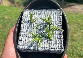 El queso Siso con las ramas de romero incrustadas