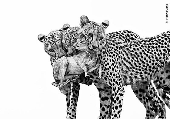 La fotografía presentada por la santanderina, 'Lecciones Mortales'.