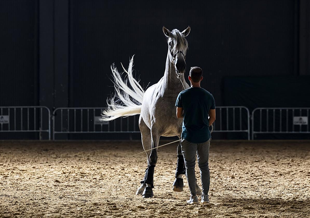 Un ganadero ensaya ayer con su caballo en el Ferial las pruebas puntuables.