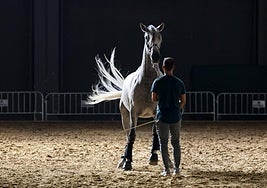 Un ganadero ensaya ayer con su caballo en el Ferial las pruebas puntuables.