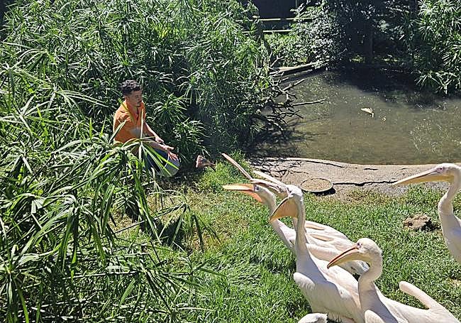 Un empleaod da de comer a los pelícanos