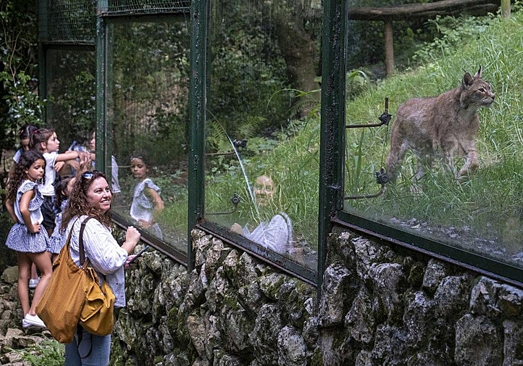 Una de las familias, que visita el zoo, frente al recinto de los linces.