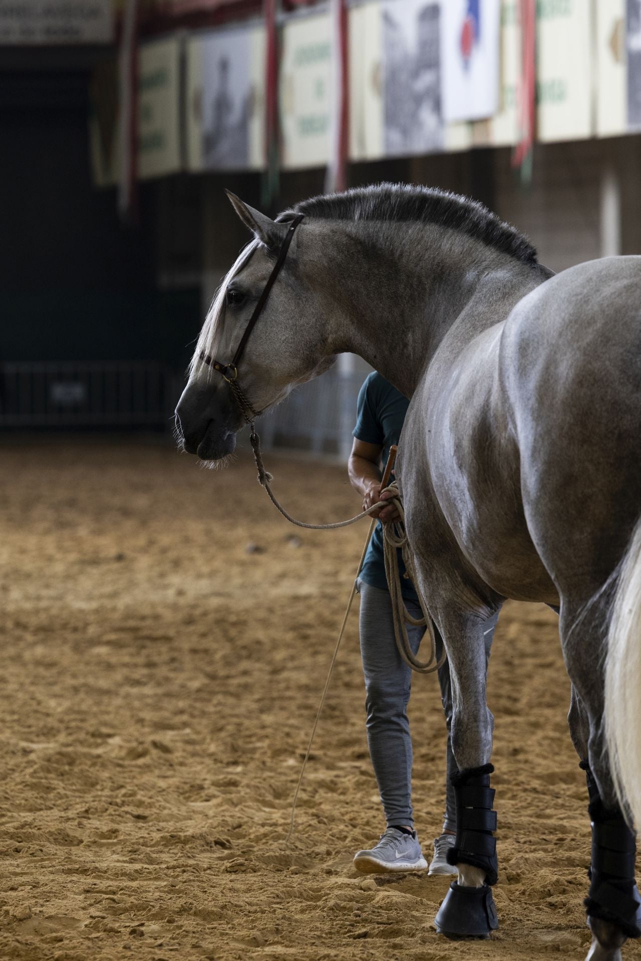 Uno de los caballos en la jornada de ayer.