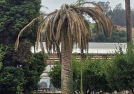 Una de las palmeras dañadas por el picudo rojo en Renedo de Piélagos.