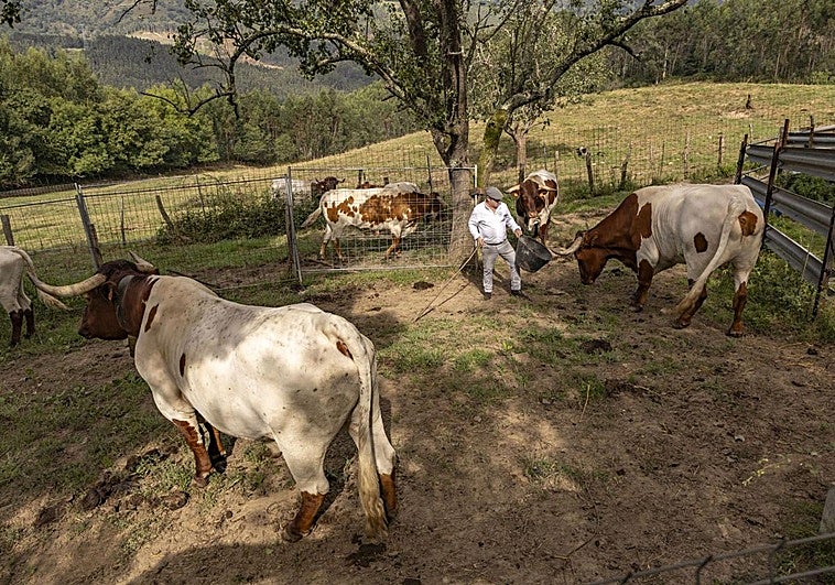Agustín Martínez pasea entre los bueyes berrendos en colorado que posee en su finca y que serán los que correrán los encierros de Ampuero por cuarto año seguido.