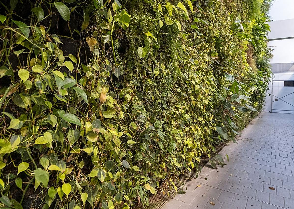 Imagen secundaria 1 - El jardín vertical de Tabacalera está deteriorado y con especies «seriamente dañadas»