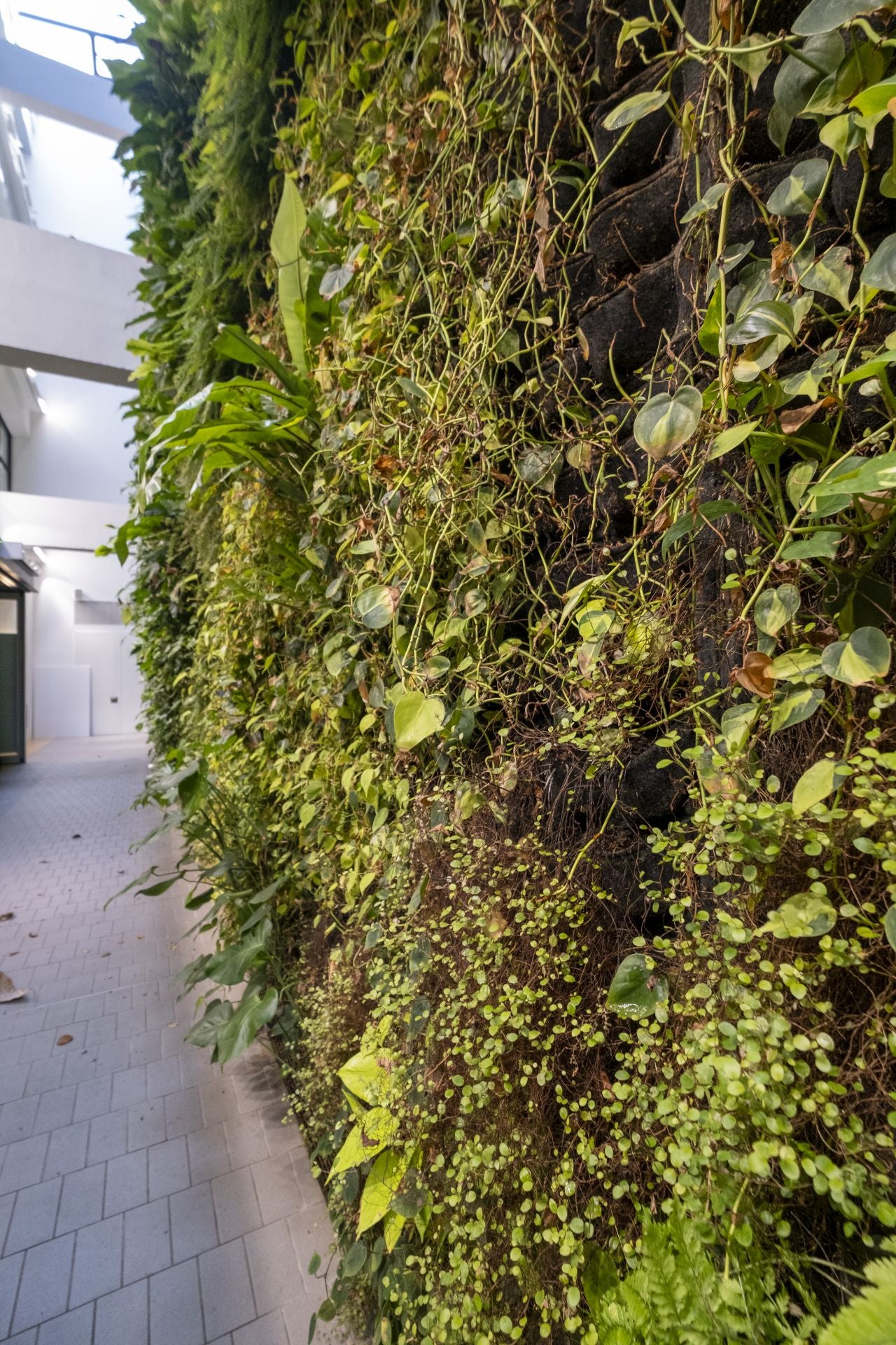 El jardín vertical del centro cívico de Tabacalera, deteriorado.