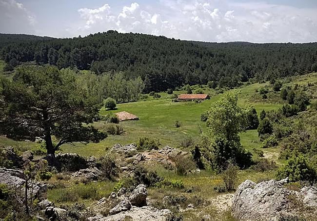 Antiguas tenadas en un monte de Tierra de Pinares.