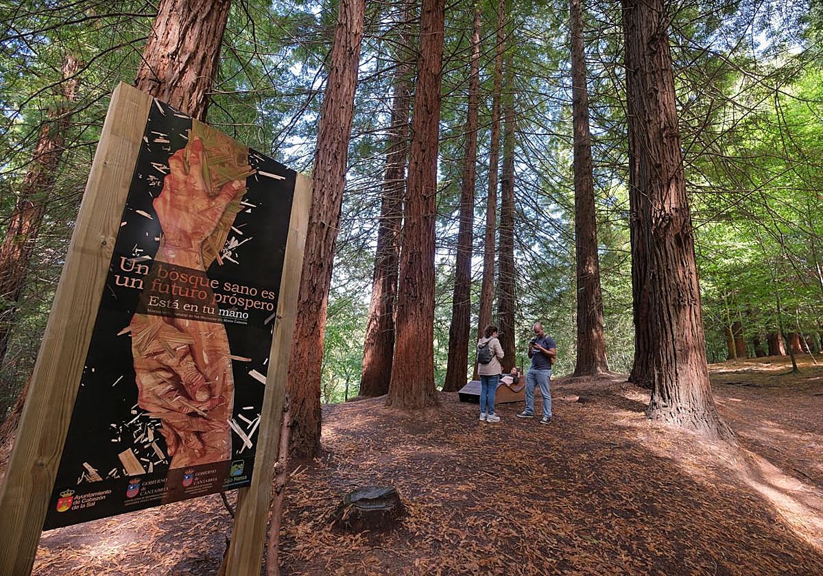 El Ayuntamiento instaló ayer los carteles para proteger el entorno del bosque de las secuoyas.