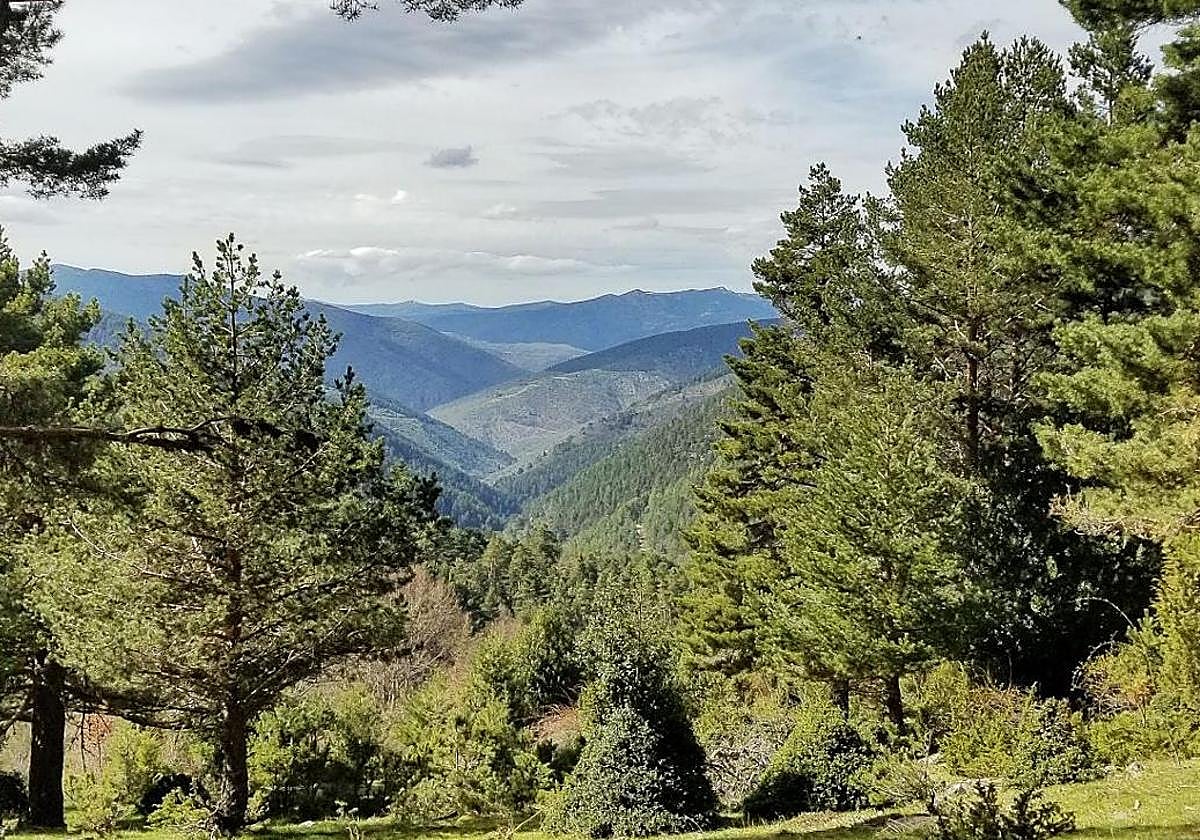 Imagen de un punto de un monte de Tierra de Pinares.