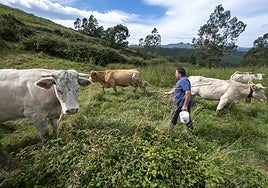 Alfonso Floranes visita a diario a sus vacas charolesas en la finca de Guriezo a la que han sido trasladadas.