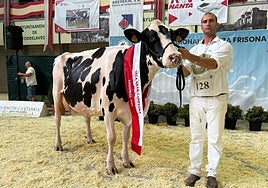 Vaca Gran Campeona. Cudaña Arenetes Dallas.