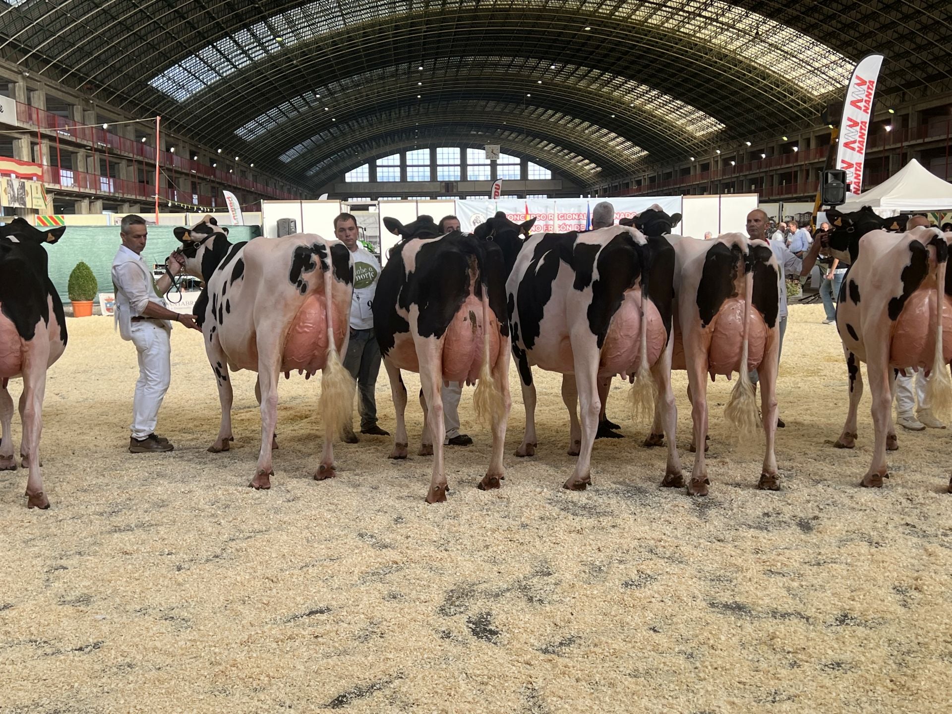 Las mejores vacas alineadas para ser examinadas por el juez.
