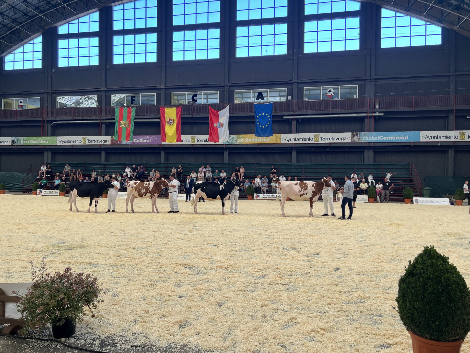 Novillas de 15 a 17 meses en la pista.
