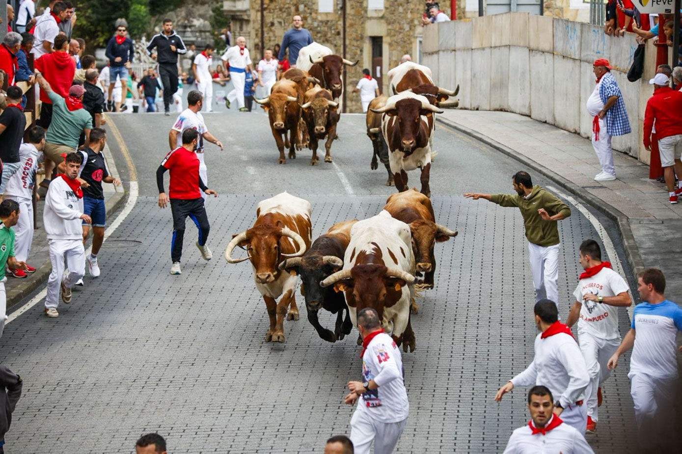 Las reses se estiran en la bajada. 
