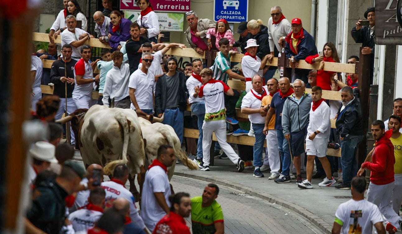 Los animales llegan al tramo final del recorrido.