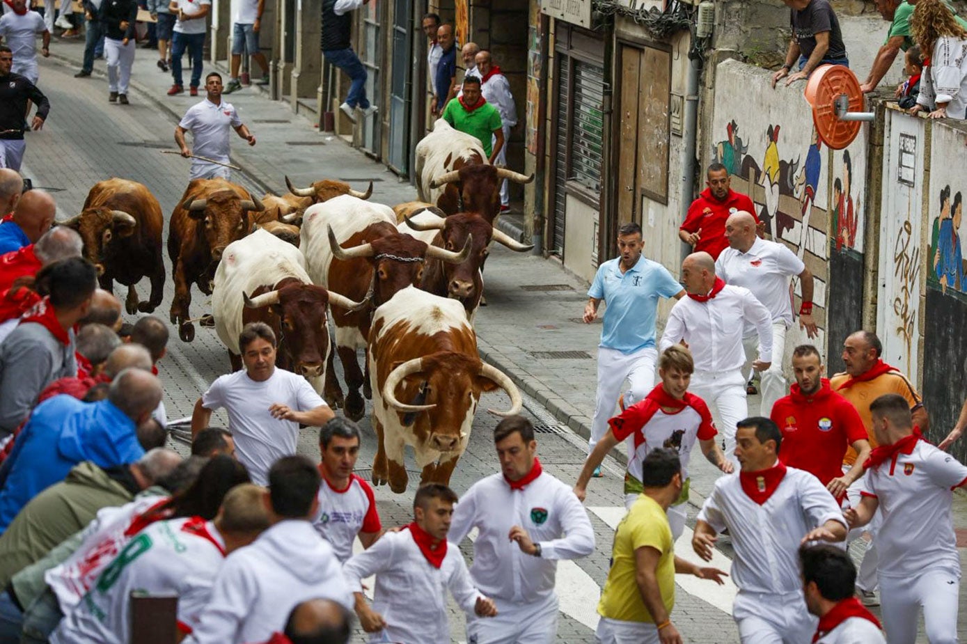 Los mansos encabezaron la manada a la vuelta. 