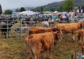 Mucho ganado y muchas personas en la Feria de Ganado Virgen del Camino de Molledo.