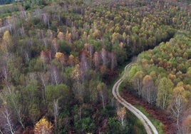 Robles, hayas, encinas, avellanos... Imagen a vista de dron del Monte Corona en otoño.