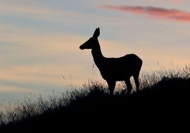 Un ciervo durante una de las camapañas de berrea en la reserva Saja-Nansa.