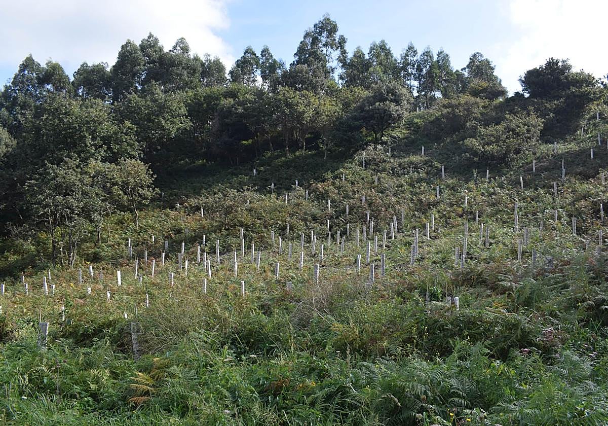 El monte ha sido restaurado reforestando, regenerando espacios e incluso creando refugios para aves, a lo largo de nueve meses.