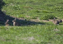 Ejemplares de conejo fotografiados ayer en los prados de Monte.