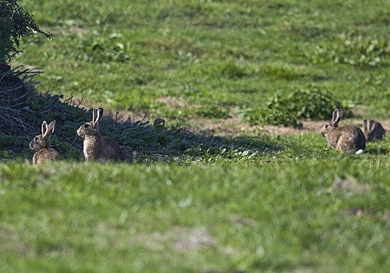 Ejemplares de conejo fotografiados ayer en los prados de Monte.