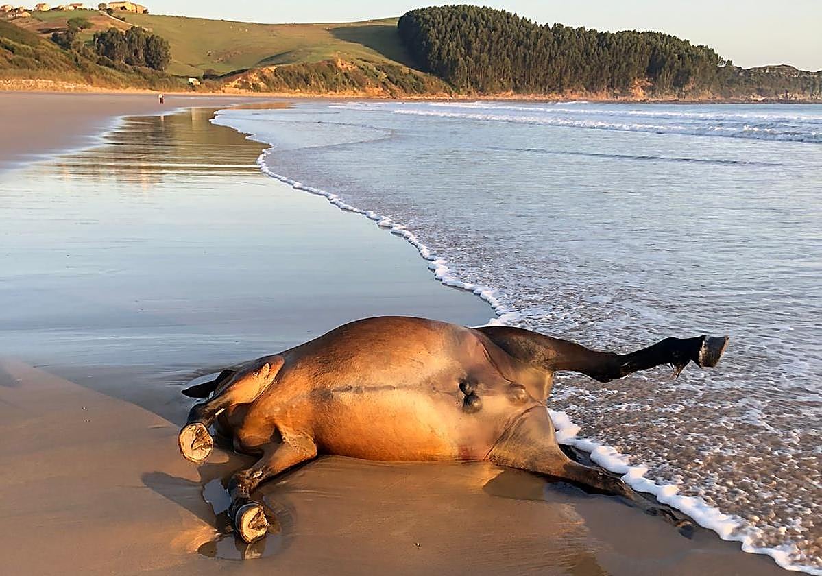 Caballo muerto en la orilla de la playa de Oyambre.