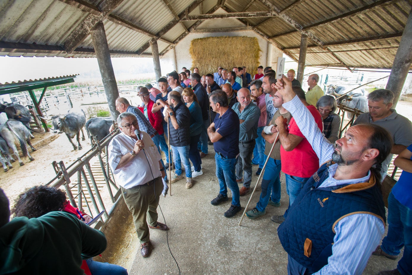 El subastador de las vacas, en uno de los momentos de la puja que se celebró en Cóbreces. 
