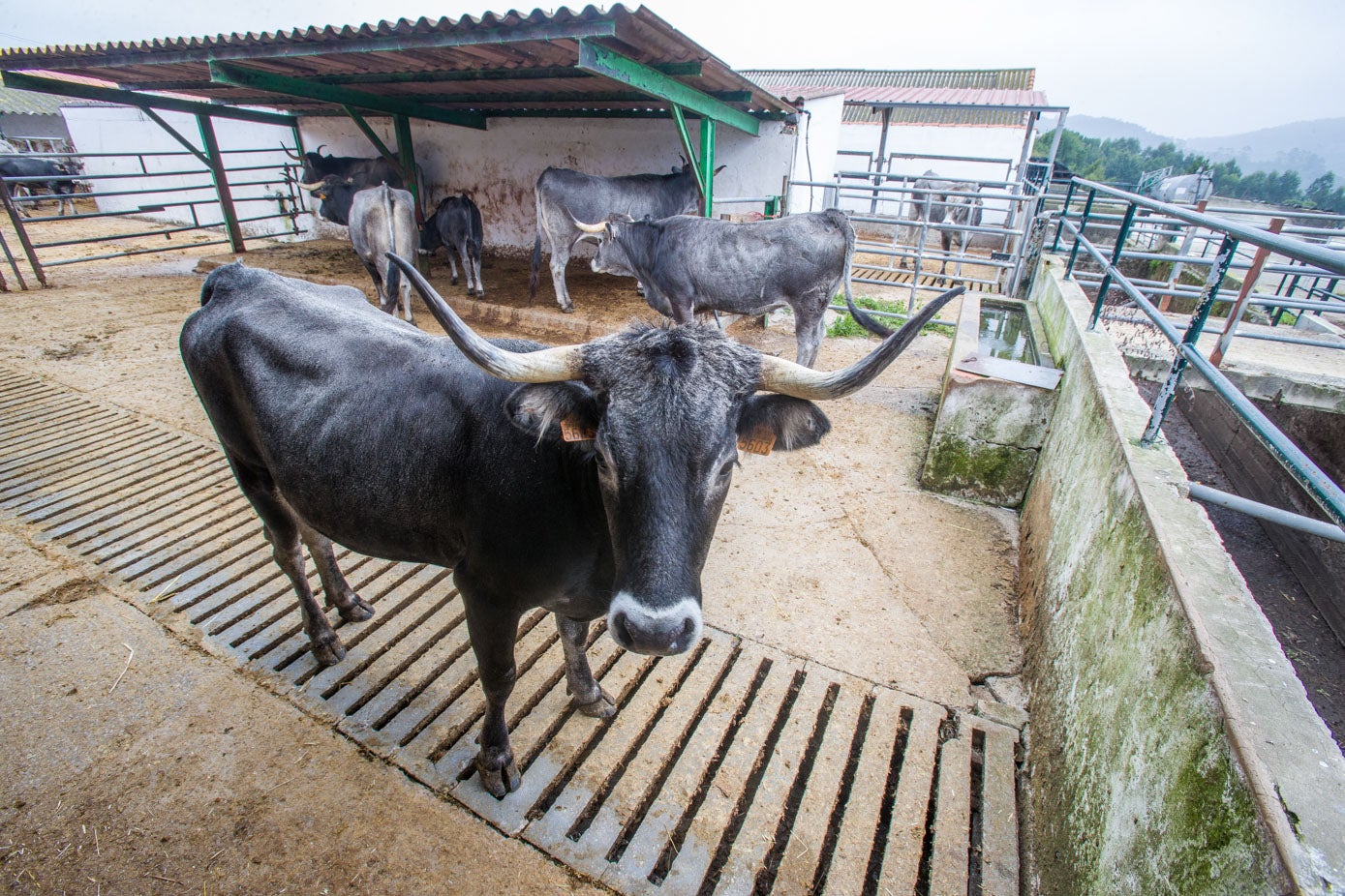 El lote de vacas subastadas han sido criadas en fincas del Gobierno regional.