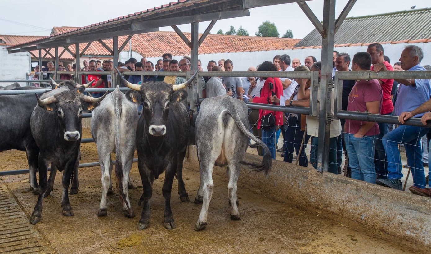 Los ganaderos observan los ejemplares.
