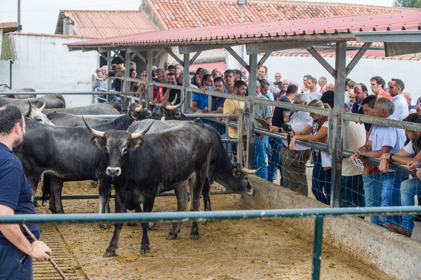 El Gobierno sacó a subasta el excedente de ganado de razas autóctonas de sus fincas.