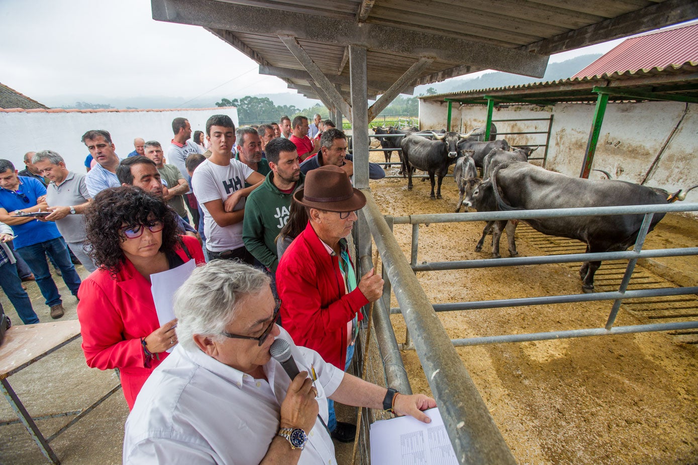El precio de salida de los animales subastados osciló entre los 400 y los mil euros.