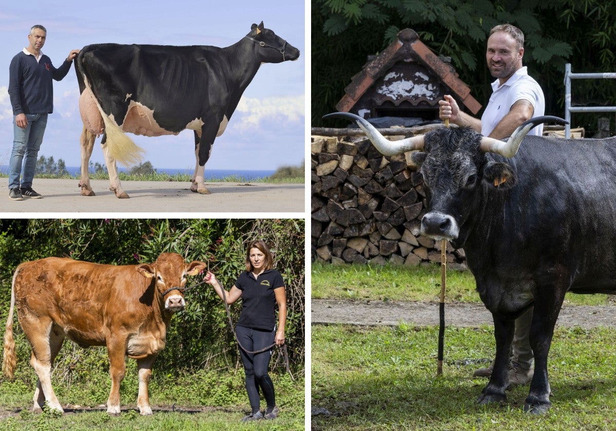 Linde Ariel Jordan, Vela y La Chata reflejan la excelencia de la ganadería en Cantabria.