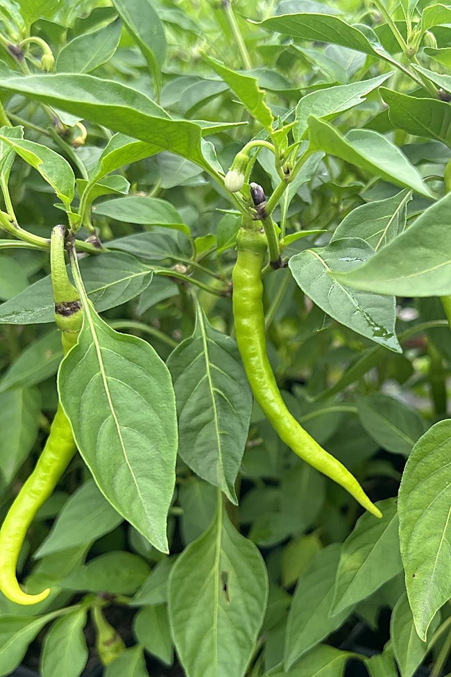 Las piparras, aún en la planta