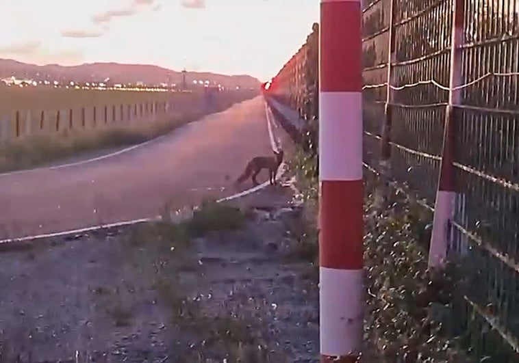 El zorro captado en las instalaciones del aeropuerto Seve Ballesteros.