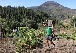 Jesús Cotera lleva una cesta con uvas a la cubeta
