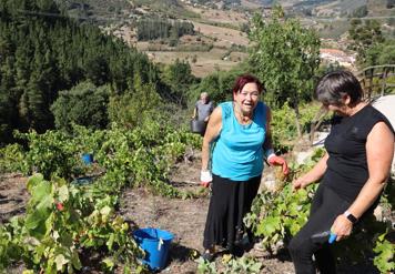  «Mucha uva y buena»