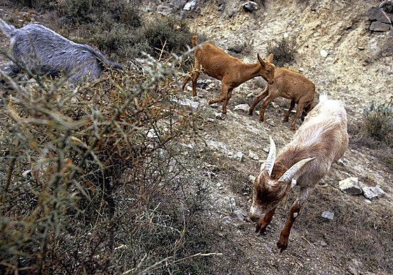 Rebaños de cabras.