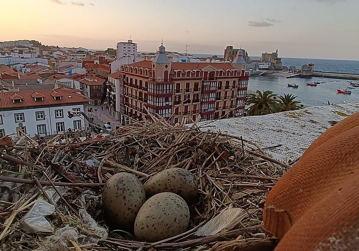 Huevos de gaviota en un tejado de Castro Urdiales.